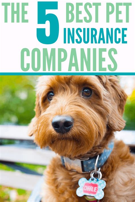 dog insurance best deals pd.